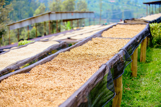 Washed vs. Natural vs. Honey Processed Coffee: A Deep Dive with Steel Oak Coffee