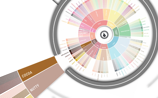 Deep Dive: Nutty & Cocoa Flavors in Coffee