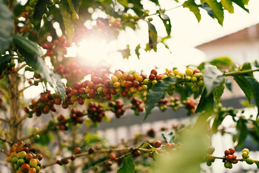 From Farm to Your Cup: How Ethical Sourcing Changes the Coffee Industry - Steel Oak Coffee