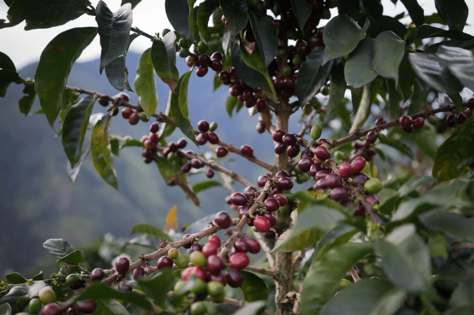 El Oasis - Single origin Colombian coffee - Steel Oak Coffee
