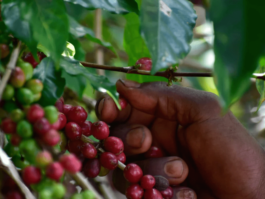 Idido - Single origin Ethiopian coffee - Steel Oak Coffee