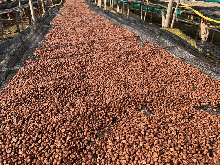 Idido - Single origin Ethiopian coffee - Steel Oak Coffee