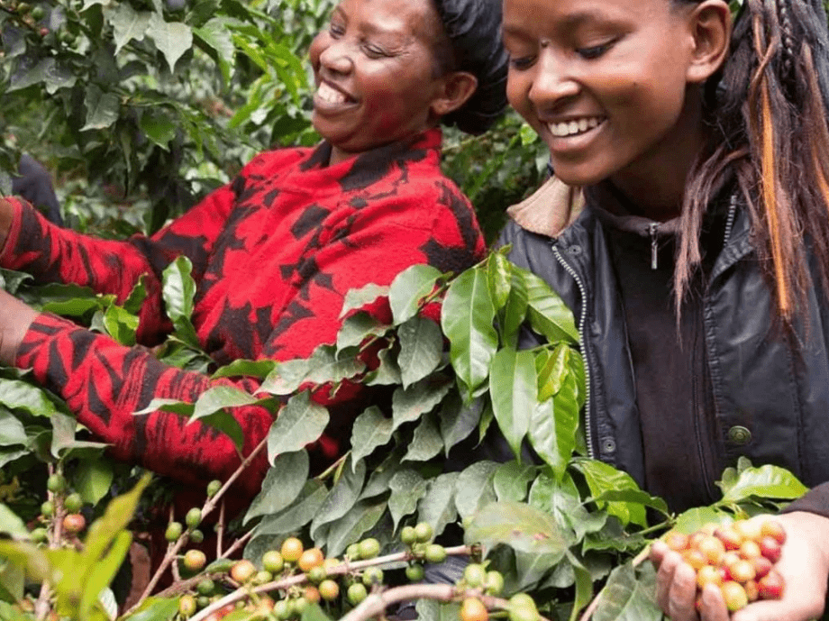 Idido - Single origin Ethiopian coffee - Steel Oak Coffee