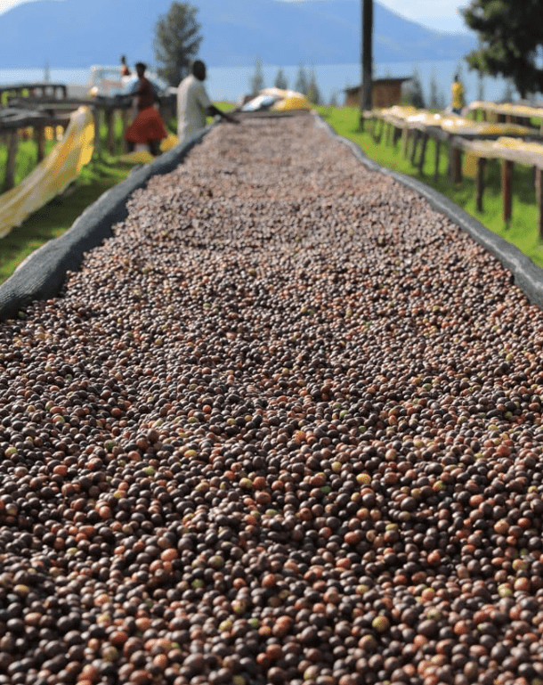 MWITO Lot 517 - Single origin Rwandan coffee - Steel Oak Coffee