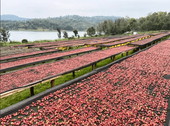 MWITO Lot 517 - Single origin Rwandan coffee - Steel Oak Coffee