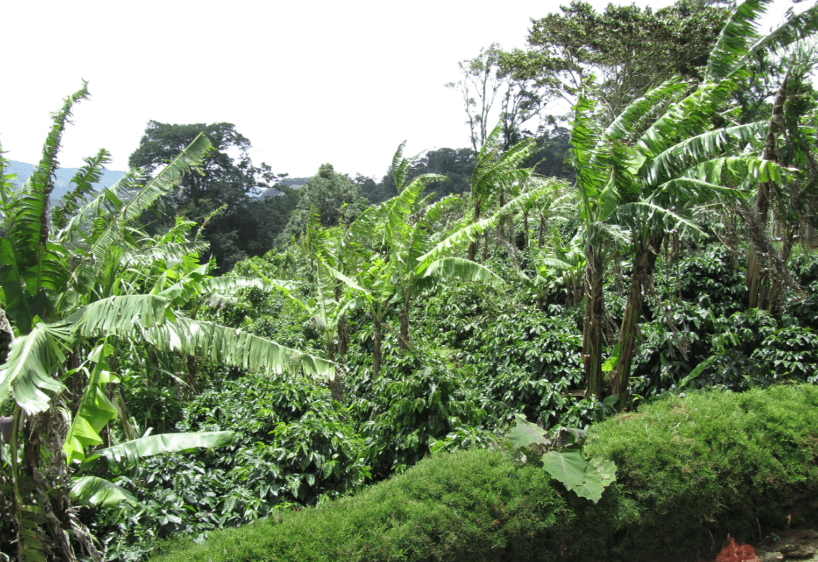Yesenia Lanzas - Single origin Nicaraguan coffee - Steel Oak Coffee