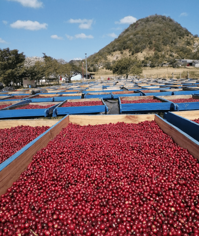 Yesenia Lanzas - Single origin Nicaraguan coffee - Steel Oak Coffee