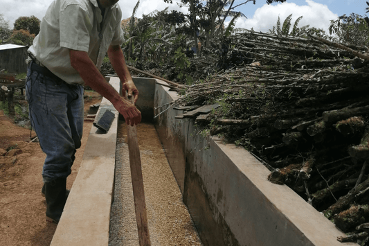 All Coffee Is Fermented. Here's What That Actually Means. - Steel Oak Coffee
