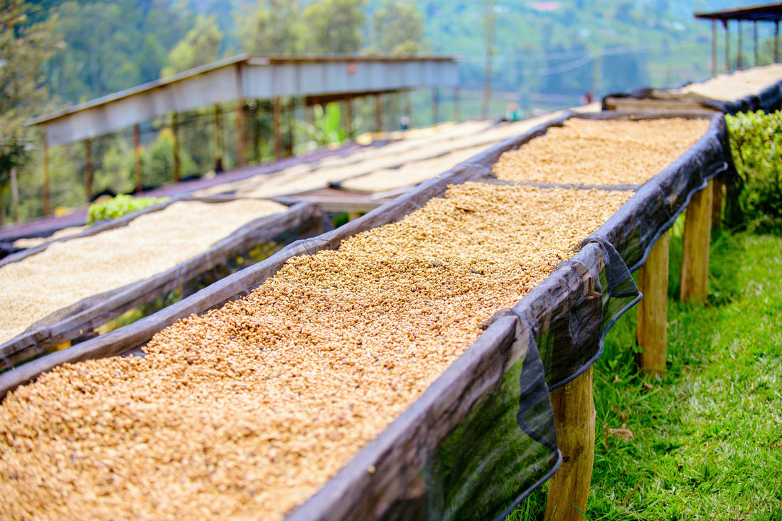 Washed vs. Natural vs. Honey Processed Coffee: A Deep Dive with Steel Oak Coffee