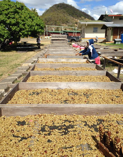 Finca Idealista (Honey)