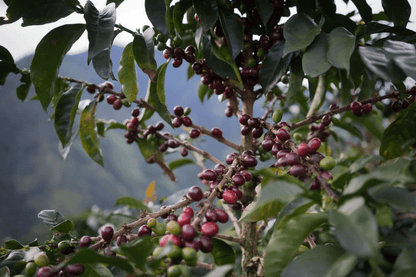 El Oasis - Single origin Colombian coffee - Steel Oak Coffee