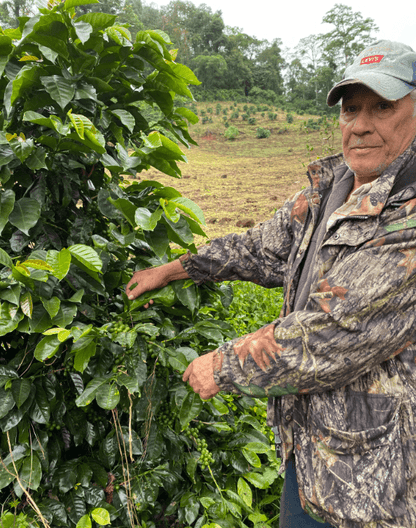 Finca Zeledon - Steel Oak Coffee