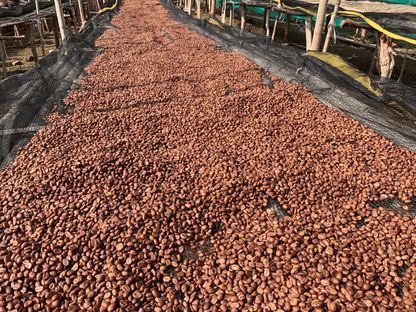 Idido - Single origin Ethiopian coffee - Steel Oak Coffee
