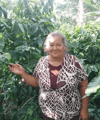 La Lampara - Steel Oak Coffee