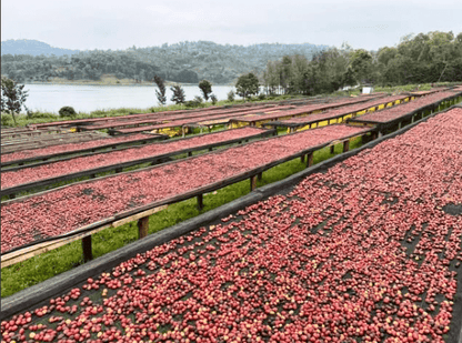 MWITO Lot 517 - Single origin Rwandan coffee - Steel Oak Coffee