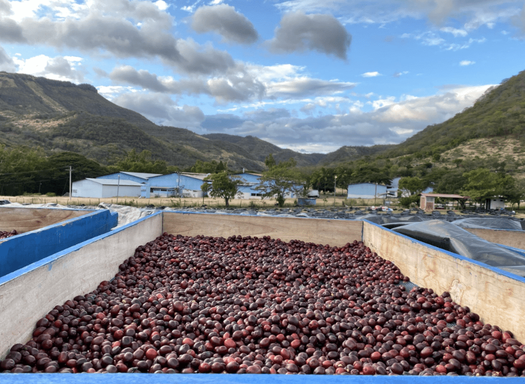 Vecindad - Steel Oak Coffee