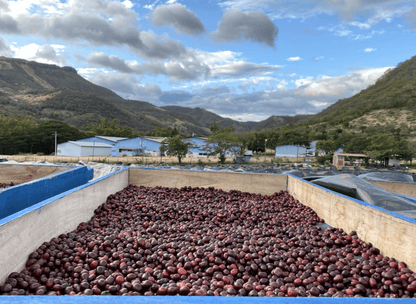 Vecindad - Steel Oak Coffee
