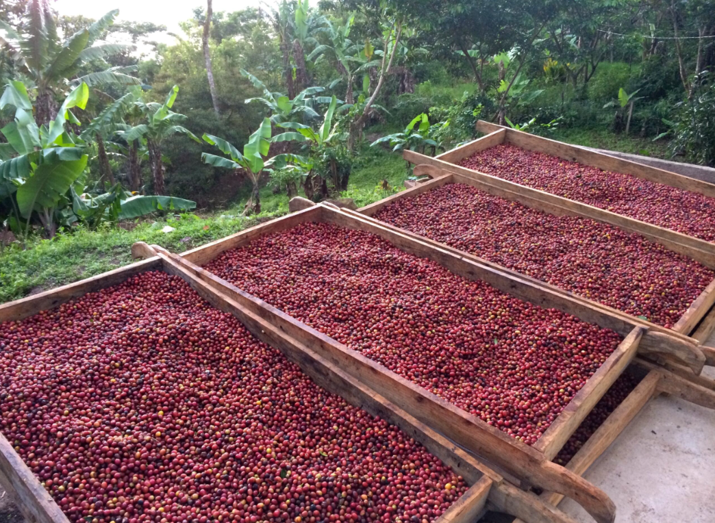 Vecindad - Steel Oak Coffee